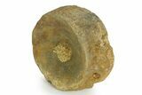 Fossil Ichthyosaur (Brachypterygius) Vertebra - England #351044-2